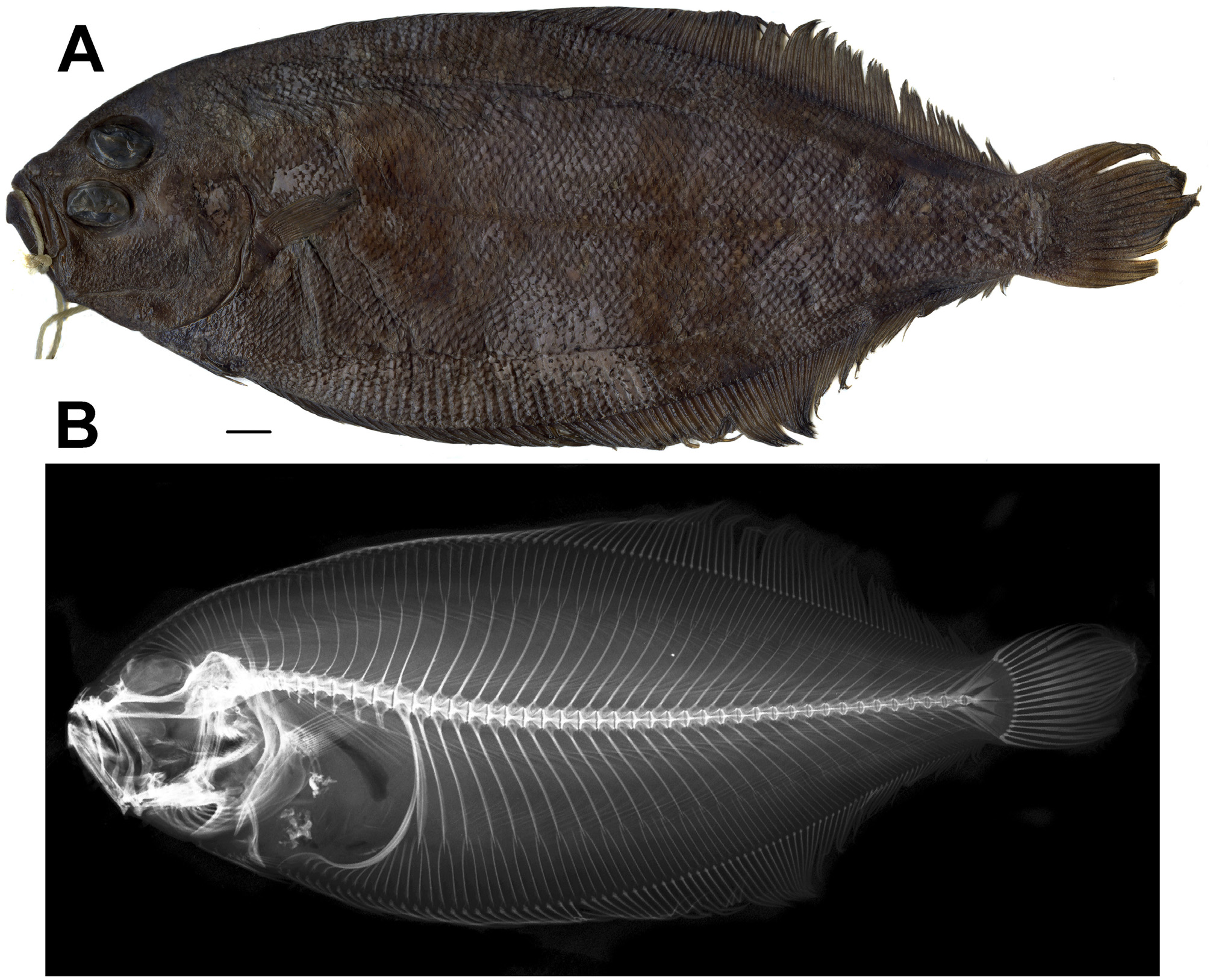 ภาพ ปลา multirastris (Arnoglossus multirastris)