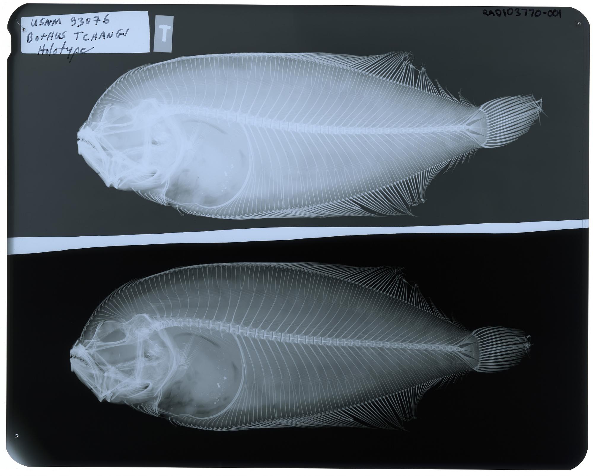 ภาพ ปลา polyspilus (Arnoglossus polyspilus)