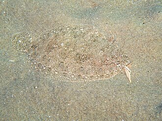 ภาพ ปลา thori (Arnoglossus thori)