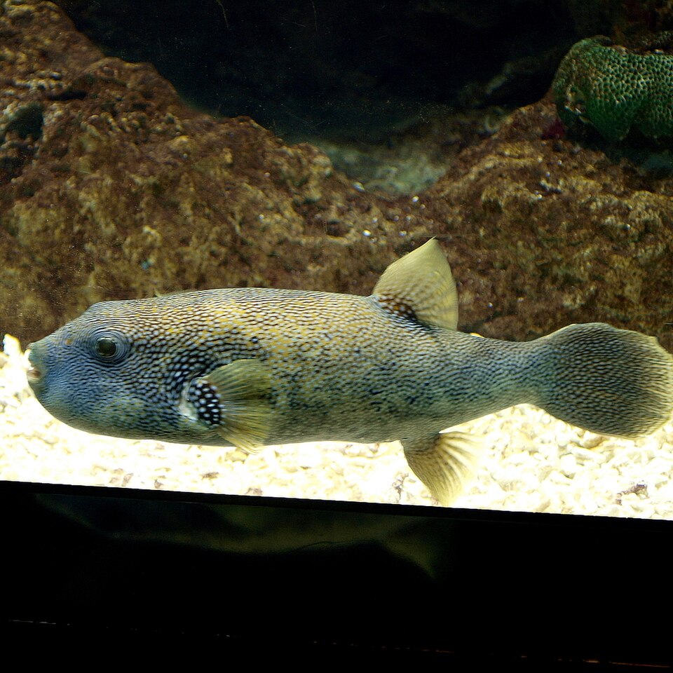 ภาพ ปลาปักเป้าน้ำเงินลายจุด (Arothron caeruleopunctatus)