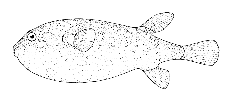 ภาพ ปลาปักเป้า firmamentum (Arothron firmamentum)