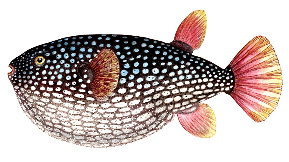 ภาพ ปลาปักเป้า gillbanksii (Arothron gillbanksii)