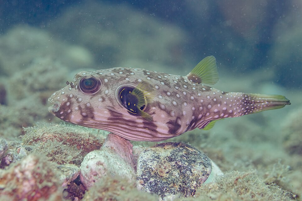 ภาพ ปลาปักเป้าดาว (Arothron hispidus)
