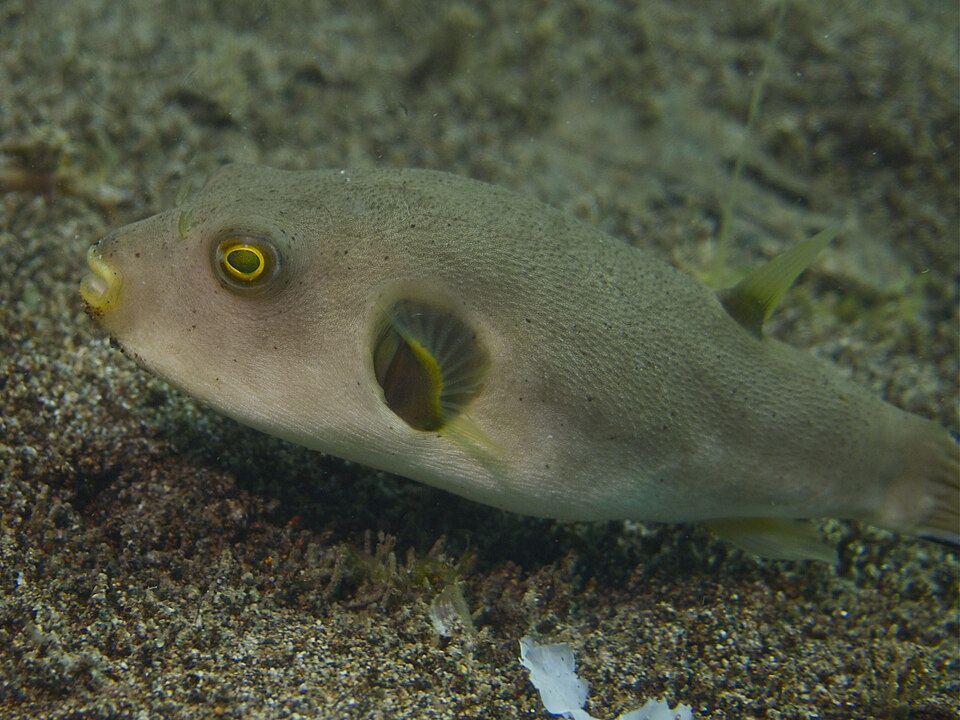 ภาพ ปลาปักเป้าก้นดำ (Arothron immaculatus)