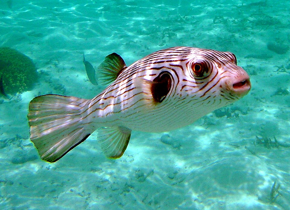 ภาพ ปลาปักเป้าลายเส้น (Arothron manilensis)