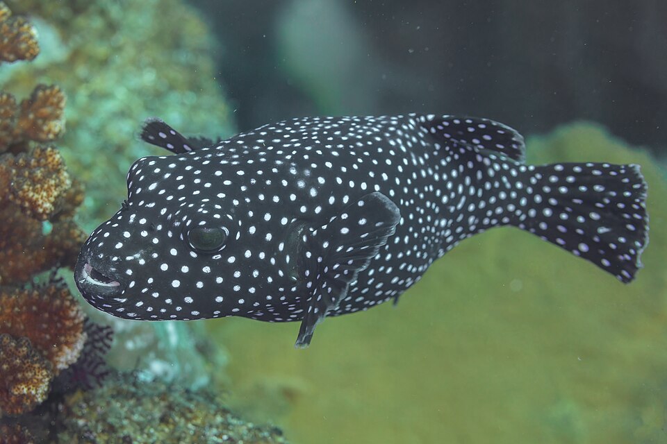ภาพ ปลาปักเป้า meleagris (Arothron meleagris)