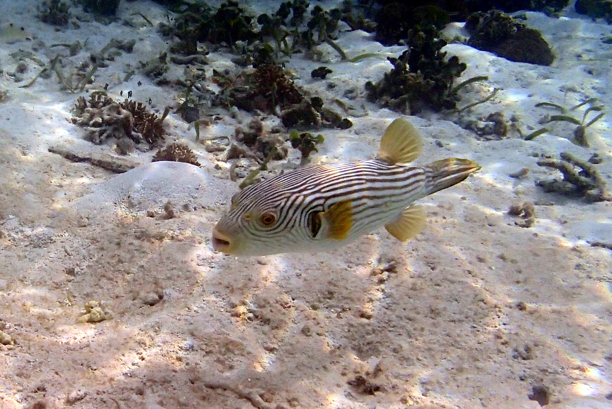 ภาพ ปลาปักเป้าลายเส้น (Arothron multilineatus)
