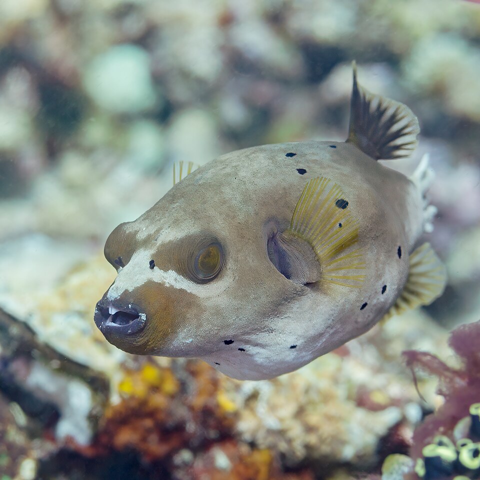 ภาพ ปลาปักเป้าจุดดำ (หน้าหมา) (Arothron nigropunctatus)