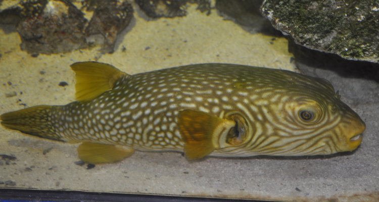 ภาพ ปลาปักเป้าลายตาข่าย (Arothron reticularis)