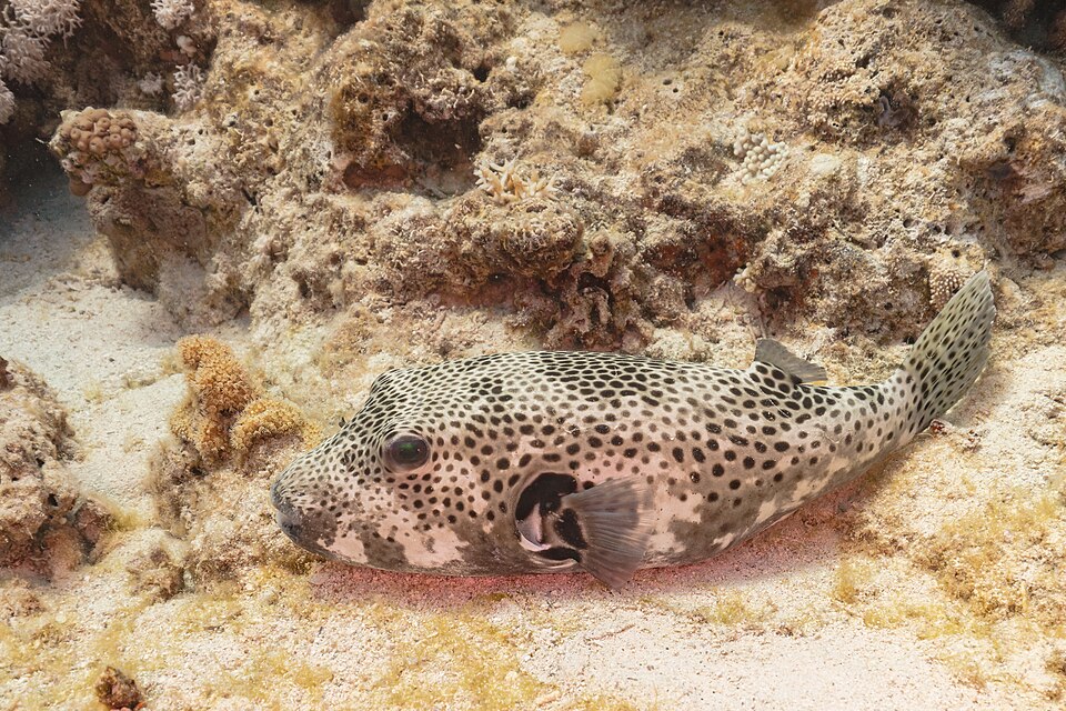 ภาพ ปลาปักเป้าดาวใหญ่ (Arothron stellatus)