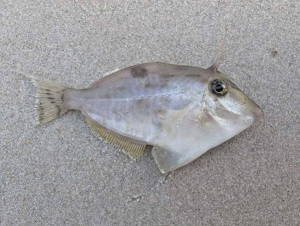 ภาพ ปลาวัวหนัง filicauda (Arotrolepis filicauda)