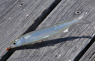 ภาพ ปลา sclerolepis (Arrhamphus sclerolepis)