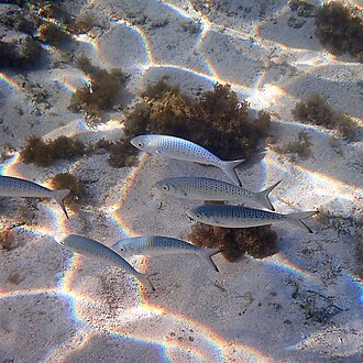 ภาพ ปลา xylabion (Arripis xylabion)