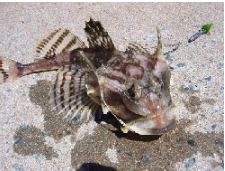 ภาพ ปลา atlanticus (Artediellus atlanticus)