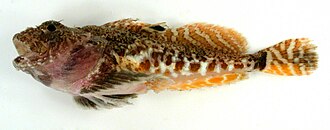 ภาพ ปลา scaber (Artediellus scaber)