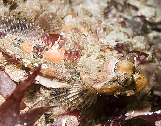 ภาพ ปลา corallinus (Artedius corallinus)
