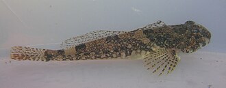 ภาพ ปลา fenestralis (Artedius fenestralis)