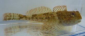 ภาพ ปลา harringtoni (Artedius harringtoni)