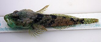 ภาพ ปลา lateralis (Artedius lateralis)