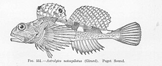 ภาพ ปลา notospilotus (Artedius notospilotus)
