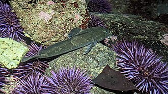 ภาพ ปลา rhodorus (Ascelichthys rhodorus)