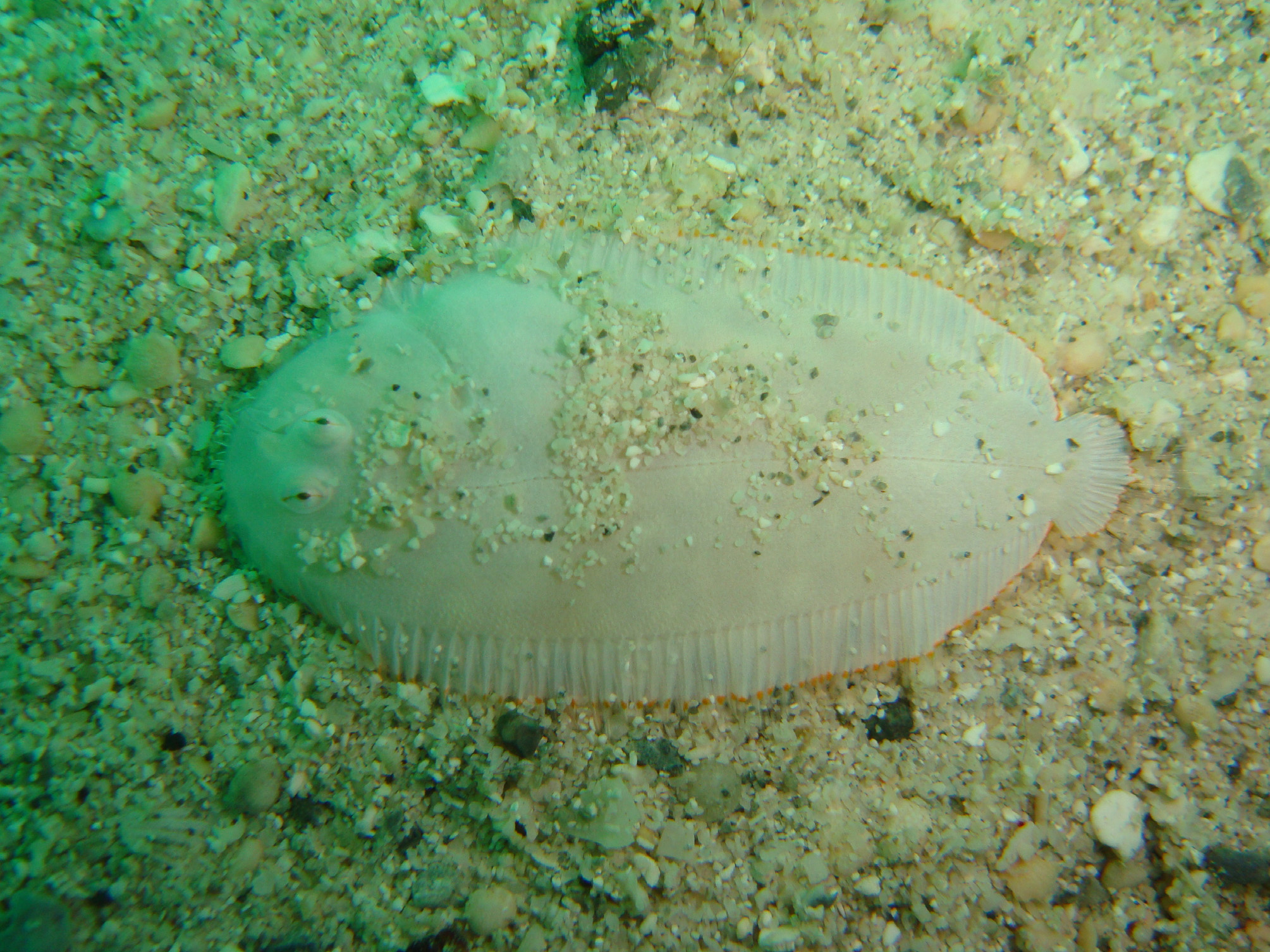 ภาพ ปลา albidus (Aseraggodes albidus)