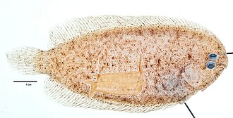 ภาพ ปลา heemstrai (Aseraggodes heemstrai)