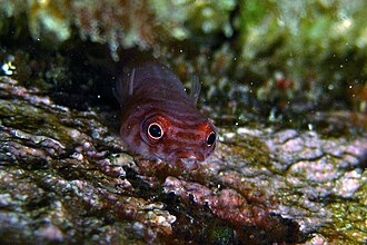 ภาพ ปลา costata (Aspasmogaster costata)