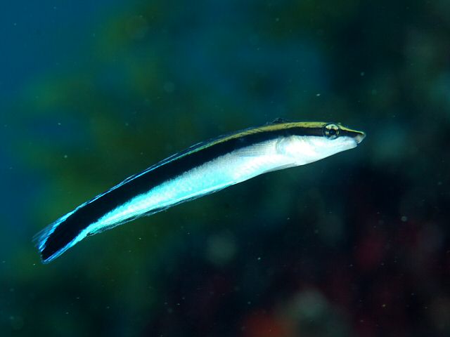 ภาพ ปลาตั๊กแตนหินทำความสะอาดเลียนแบบ (Aspidontus taeniatus)