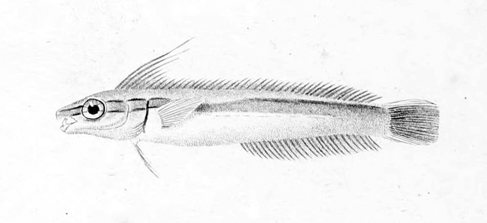 ภาพ ปลาตั๊กแตนหินเลียนแบบตั๊กแตนหิน (Aspidontus tractus)