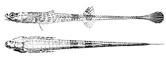 ภาพ ปลา monopterygius (Aspidophoroides monopterygius)