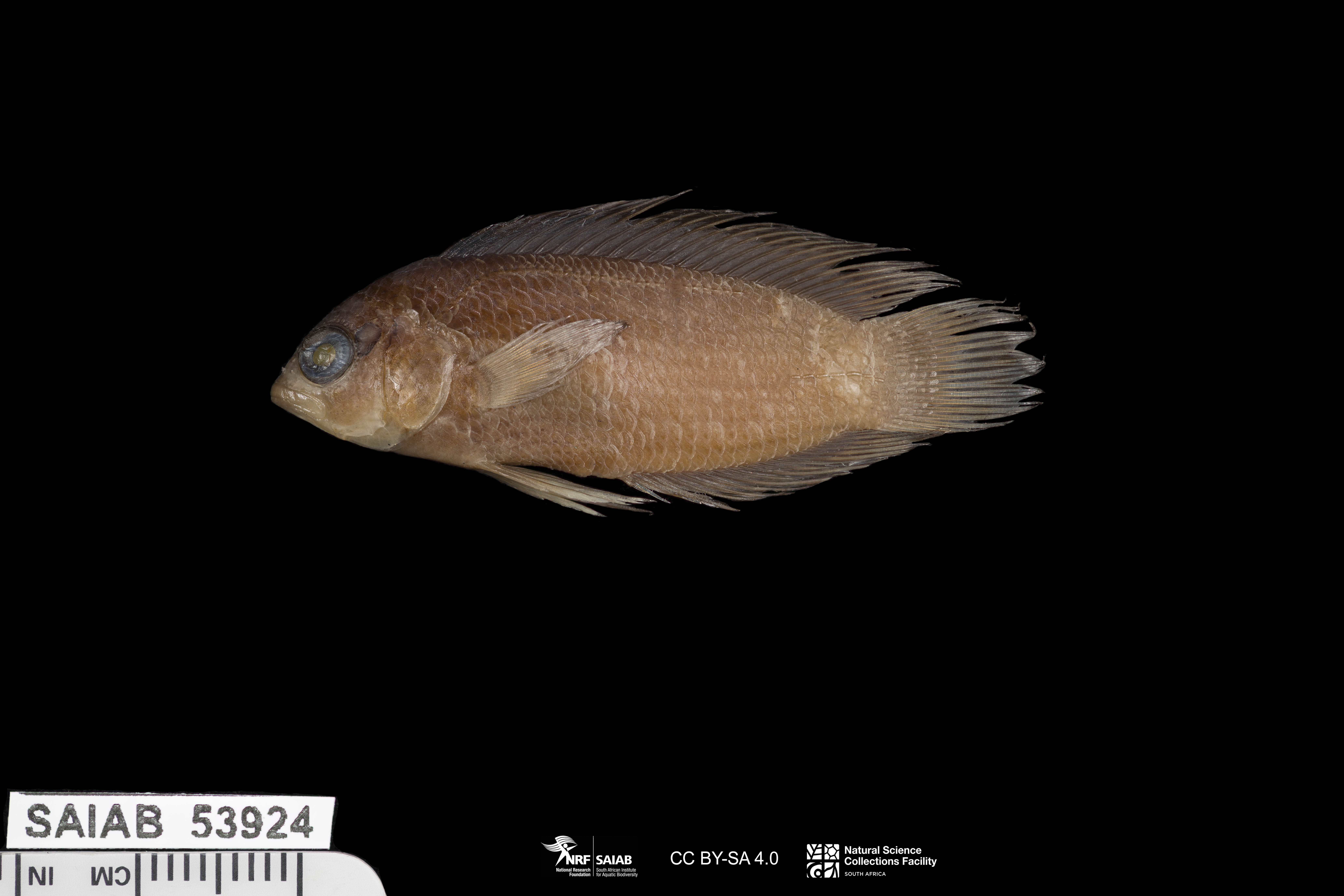 ภาพ ปลาดอตตี้แบ็ค desmonotus (Assiculoides desmonotus)