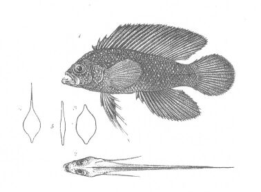 ภาพ ปลาดอตตี้แบ็คจุดฟ้า (Assiculus punctatus)