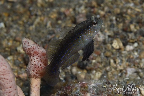 ภาพ ปลาบู่บู่ (Asterropteryx atripes)