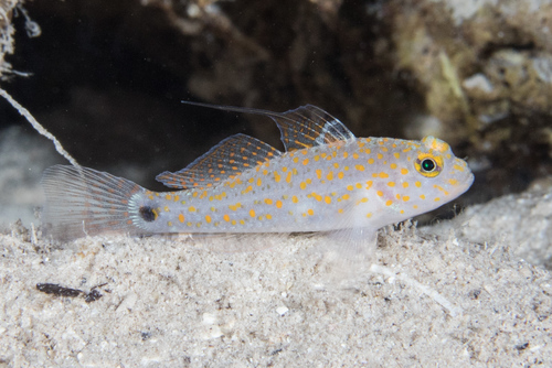 ภาพ ปลาบู่ส้มลายจุดบู่ (Asterropteryx bipunctata)