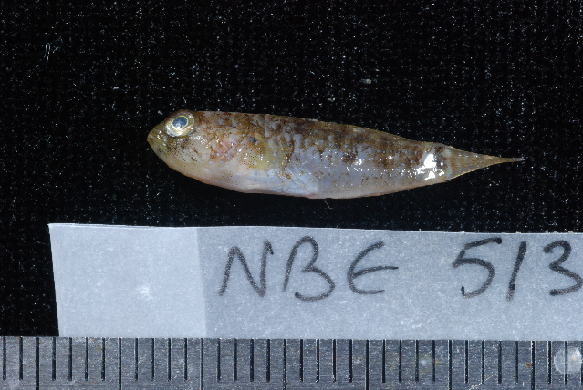 ภาพ ปลาบู่น้ำเงินลายประบู่ (Asterropteryx ensifera)
