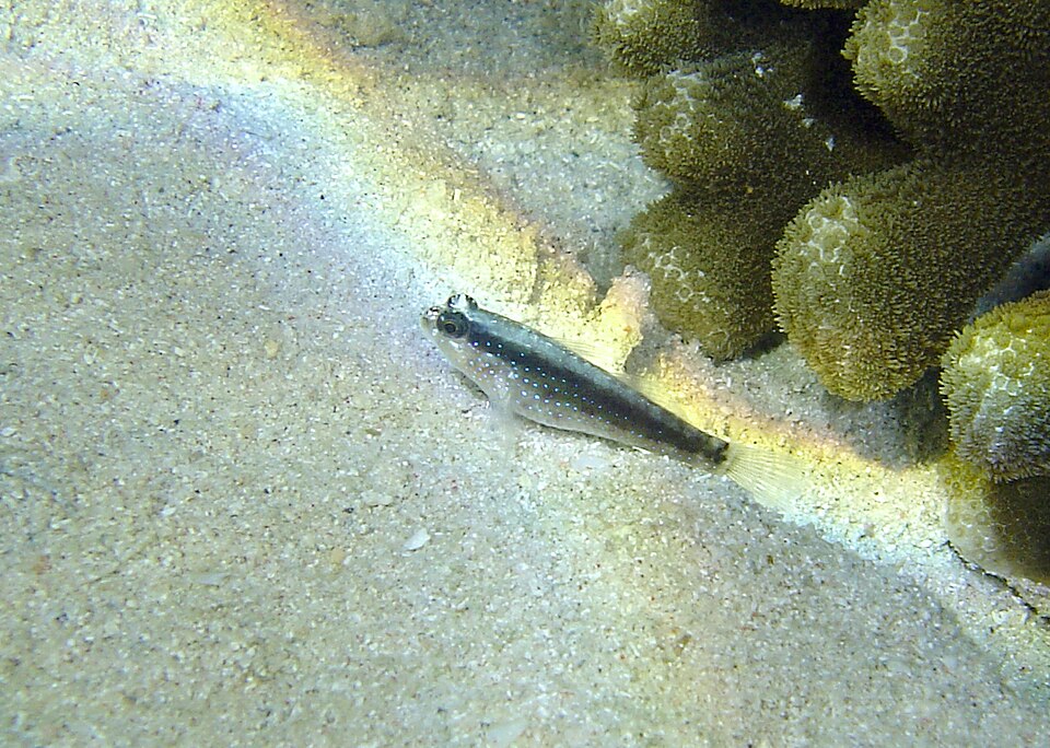 ภาพ ปลาบู่ลายเส้นบู่ (Asterropteryx striata)