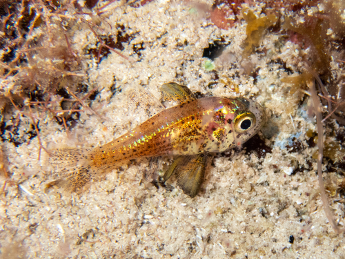 ภาพ ปลาอมไข่ puncticulatus (Astrapogon puncticulatus)
