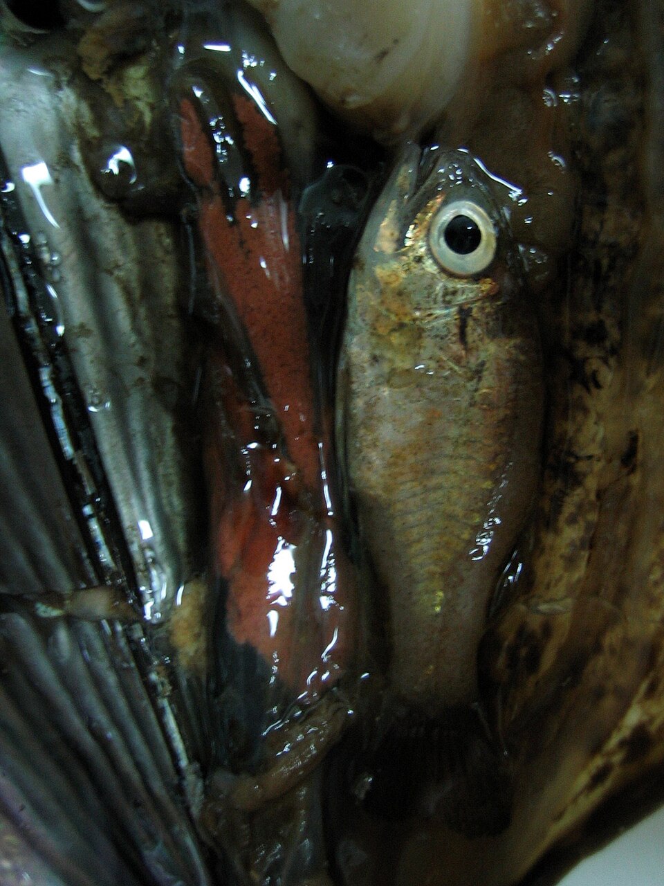 ภาพ ปลาอมไข่ stellatus (Astrapogon stellatus)
