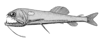 ภาพ ปลา niger (Astronesthes niger)
