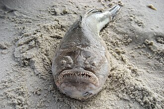 ภาพ ปลา guttatus (Astroscopus guttatus)