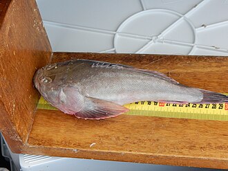 ภาพ ปลา sexspinosus (Astroscopus sexspinosus)