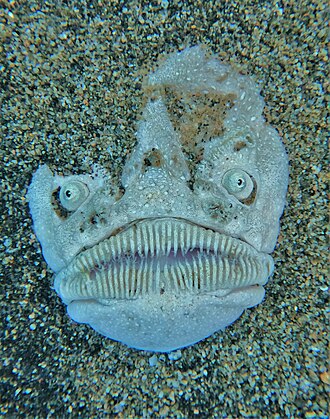 ภาพ ปลา zephyreus (Astroscopus zephyreus)