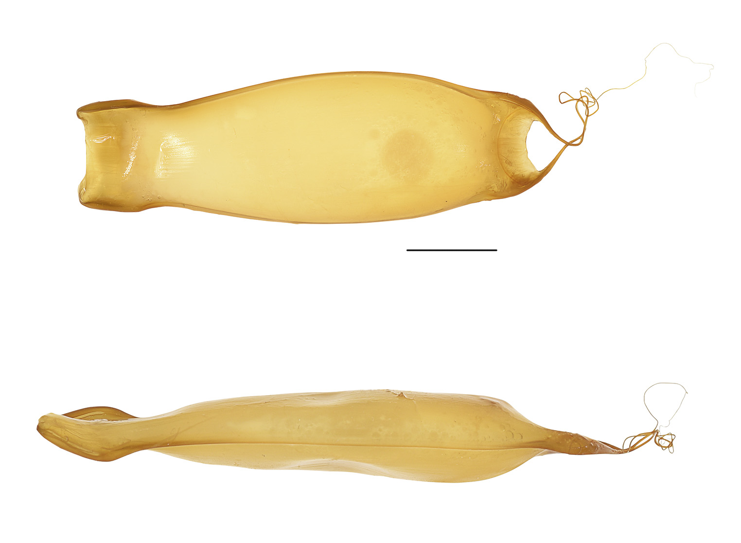 ภาพ ปลา pallidus (Asymbolus pallidus)