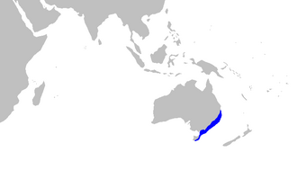 ภาพ ปลา rubiginosus (Asymbolus rubiginosus)