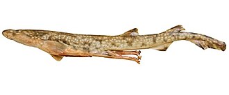 ภาพ ปลา vincenti (Asymbolus vincenti)