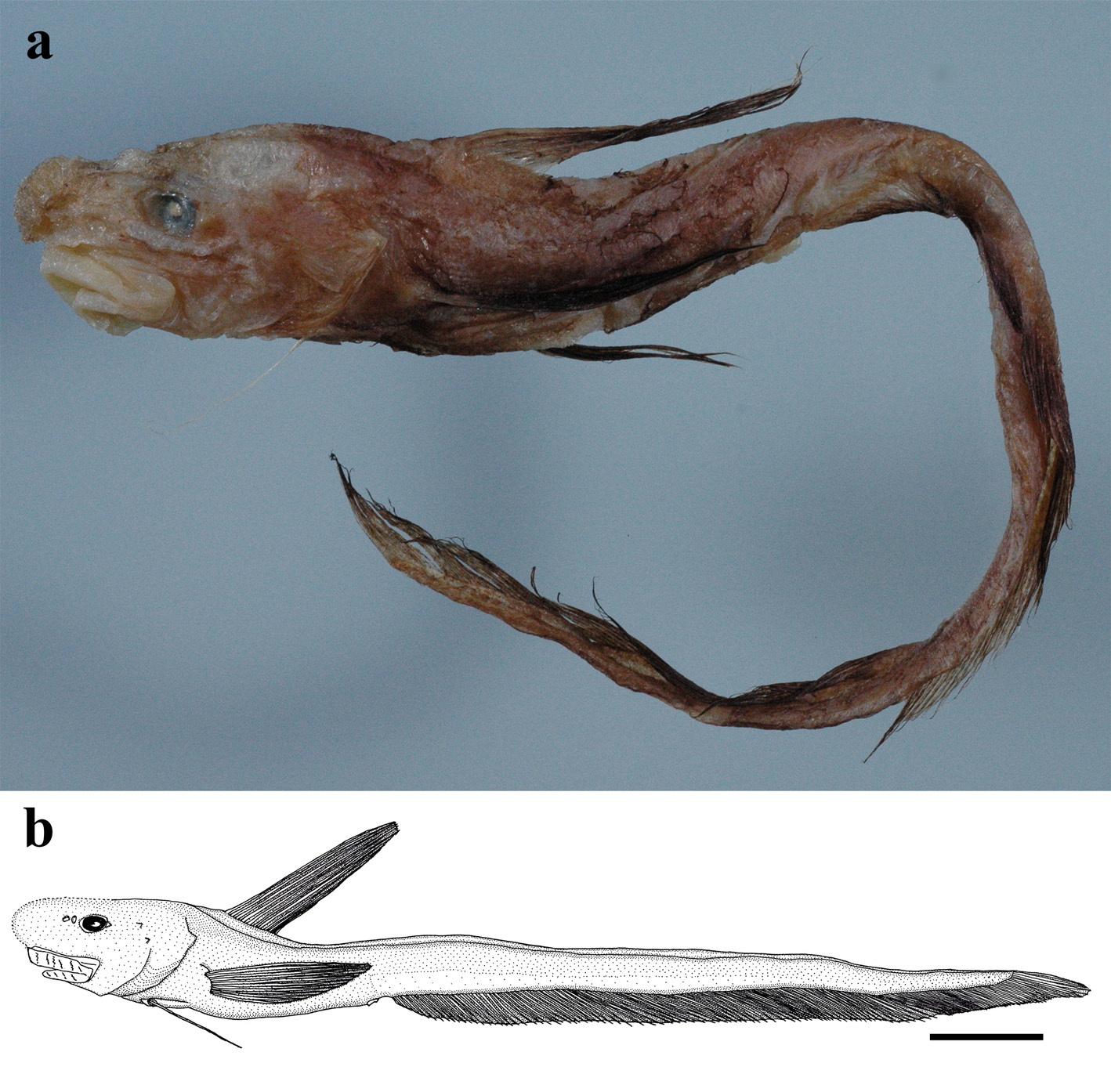 ภาพ ปลา edentatus (Ateleopus edentatus)