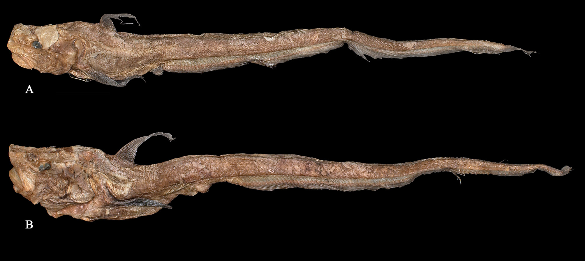 ภาพ ปลา japonicus (Ateleopus japonicus)