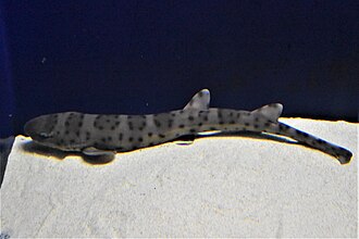 ภาพ ปลา baliensis (Atelomycterus baliensis)