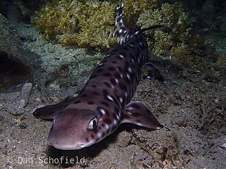 ภาพ ปลา erdmanni (Atelomycterus erdmanni)